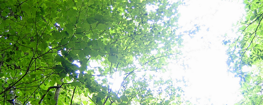 eha0008-009.jpg